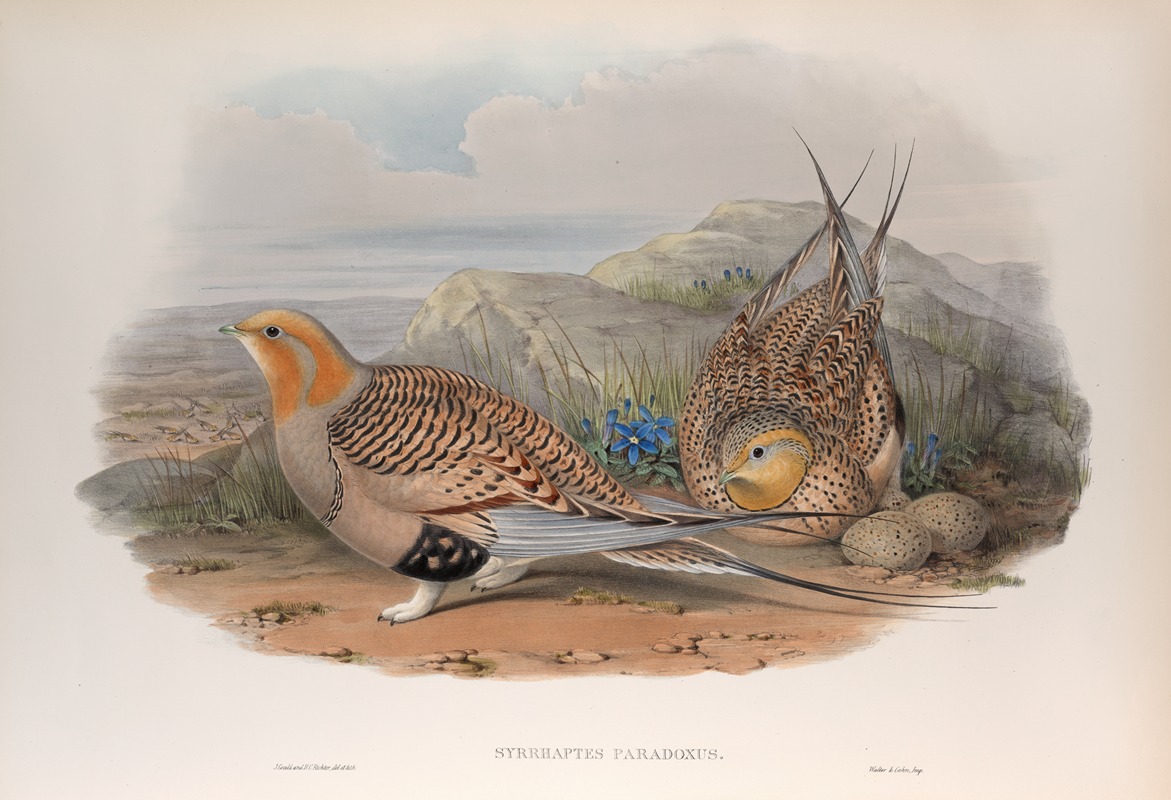 John Gould - Syrrhaptes paradoxus. Pallas’s Sand-Grouse.