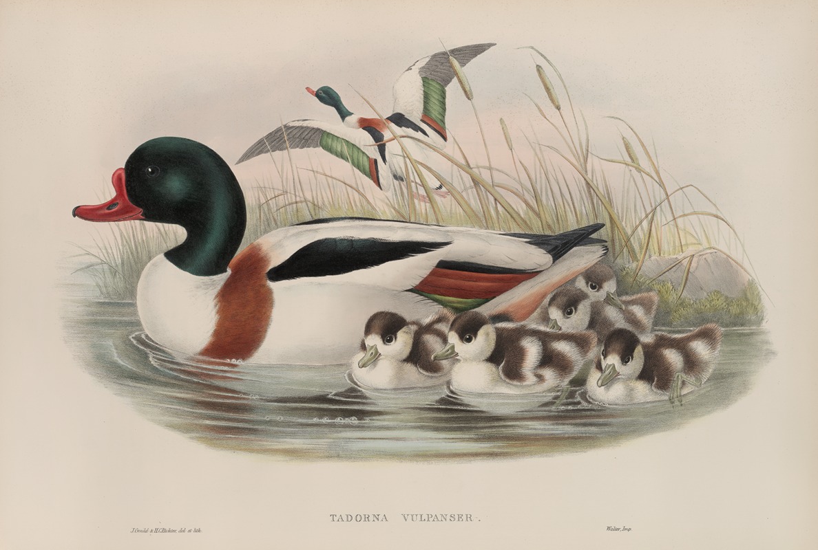 John Gould - Tadorna vulpanser. Sheldrake.