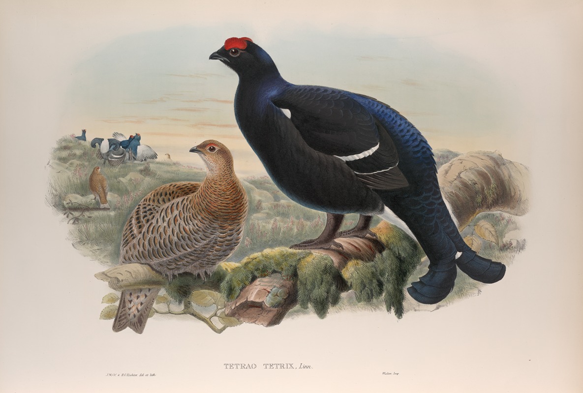 John Gould - Tetrao tetrix. Blackcock.