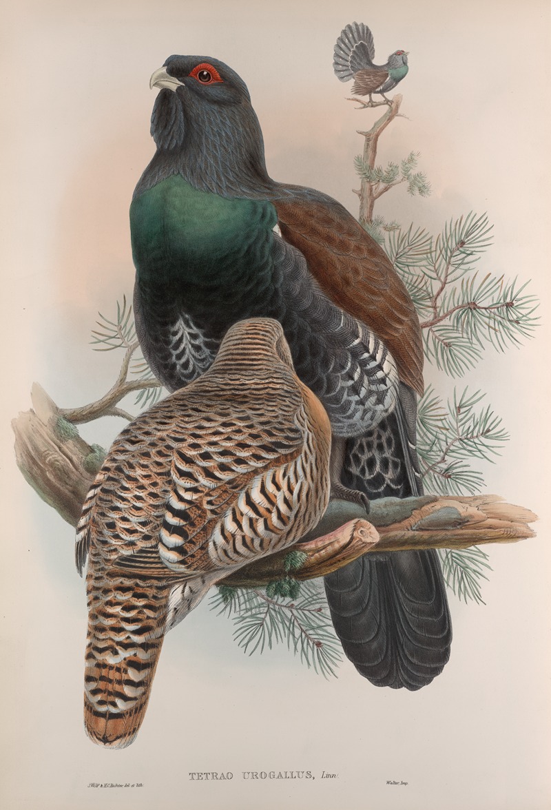 John Gould - Tetrao urogallus. Capercailzie, or Cock of the Wood.