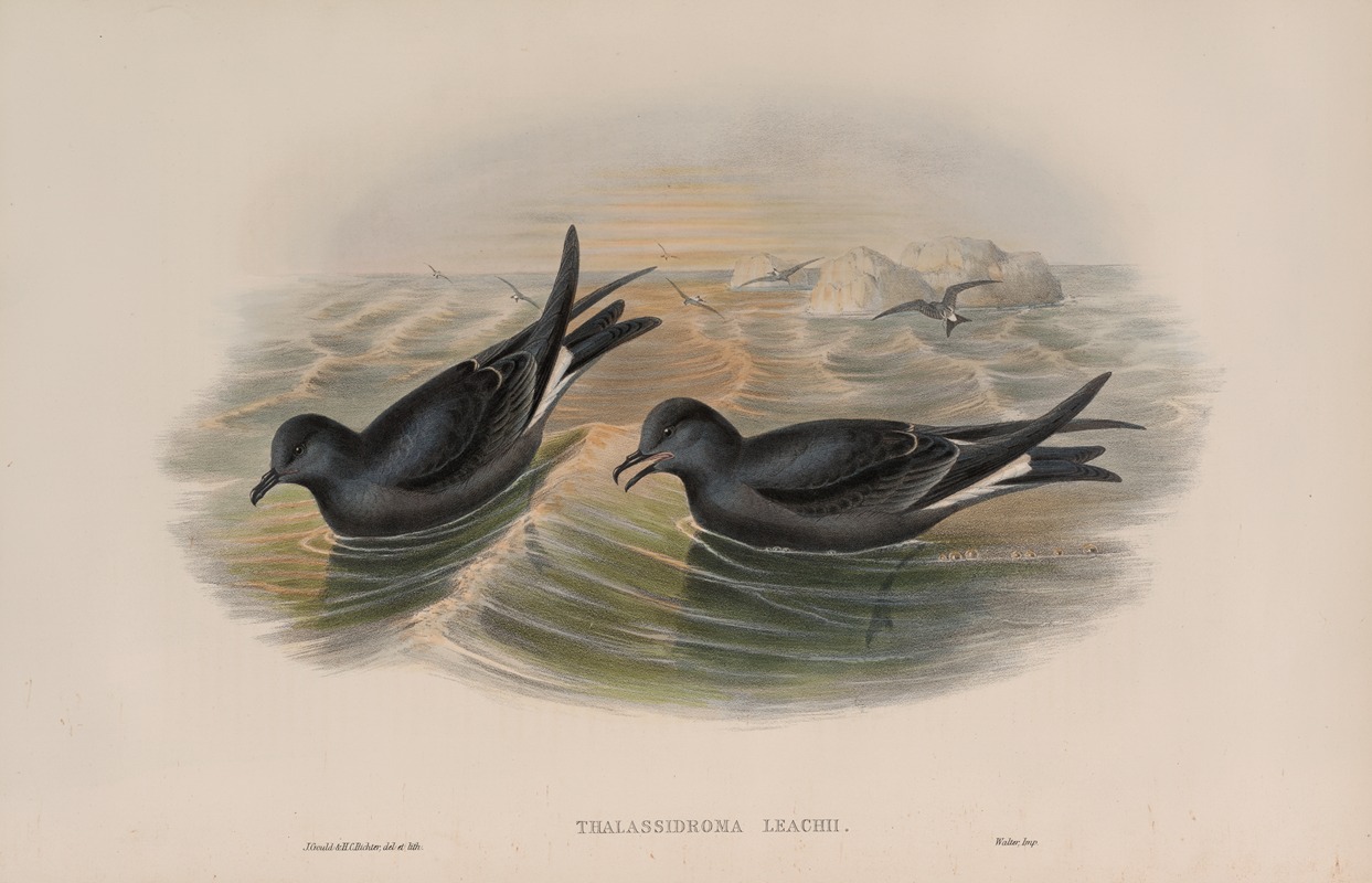 John Gould - Thalassidroma Leachii. Forked-tailed Storm-Petrel.