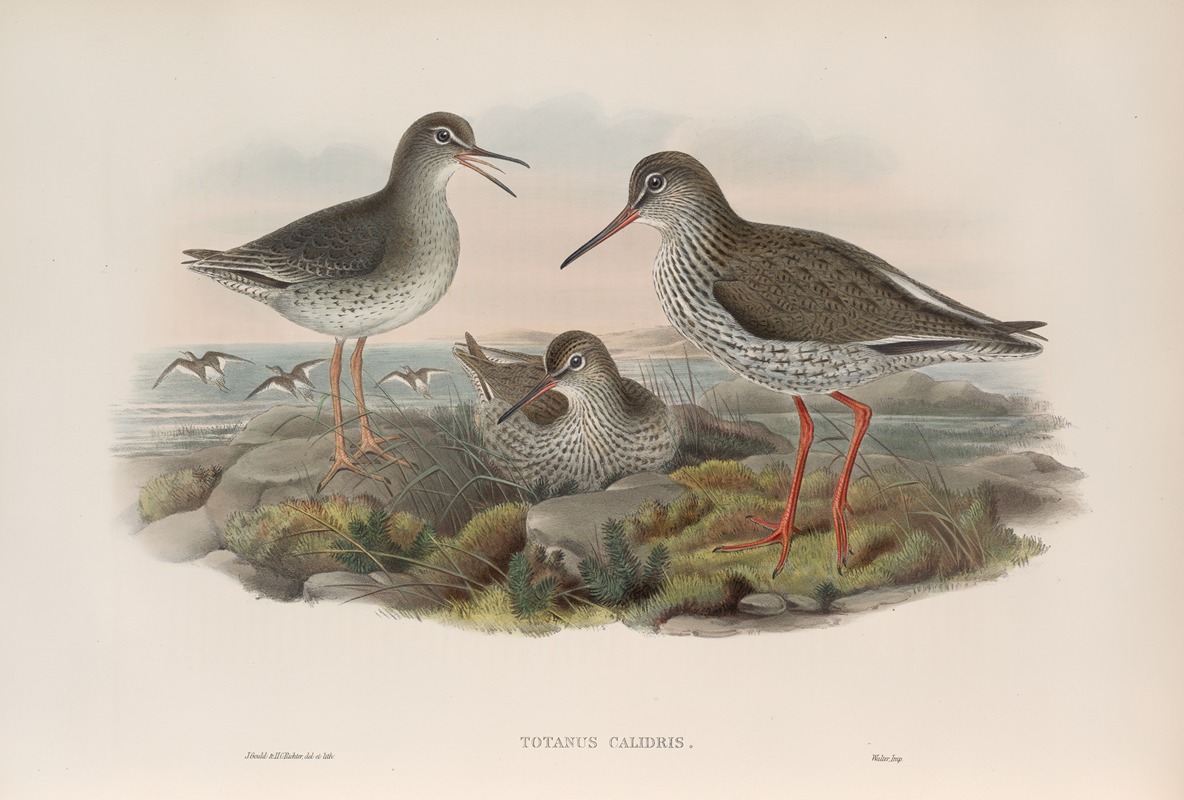 John Gould - Totanus calidris. Redshank.