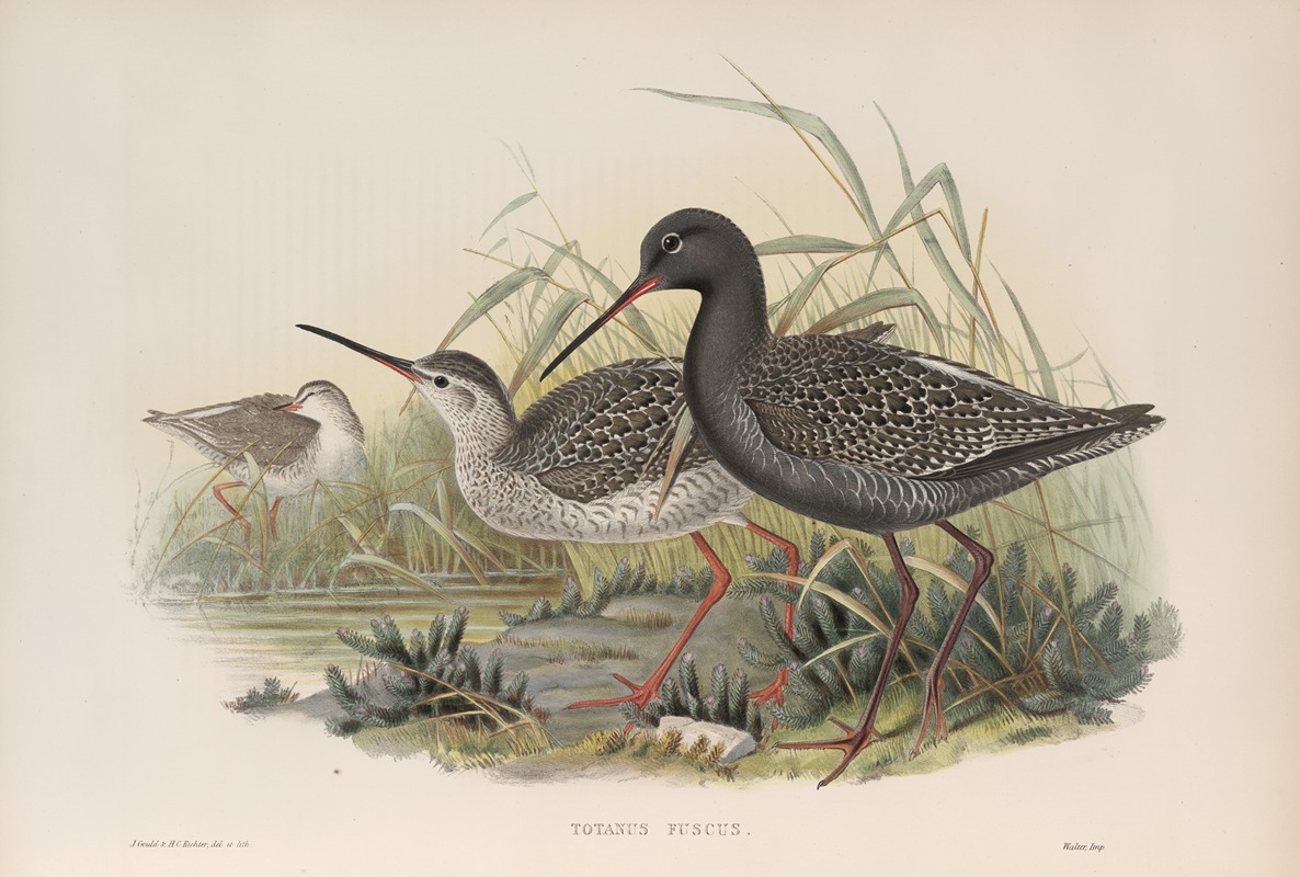 John Gould - Totanus fuscus. Spotted Redshank.