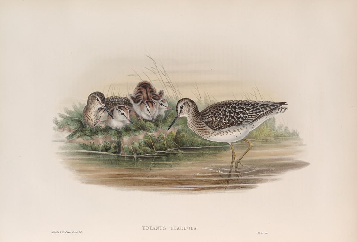 John Gould - Totanus glareola. Wood-Sandpiper.