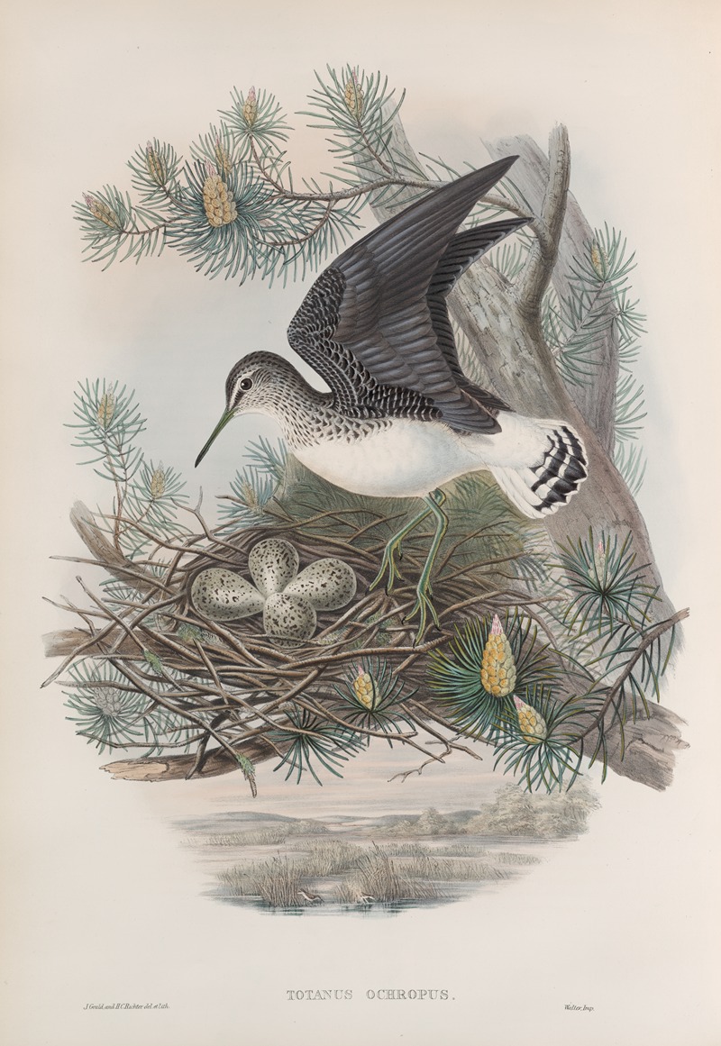 John Gould - Totanus ochropus. Green Sandpiper.