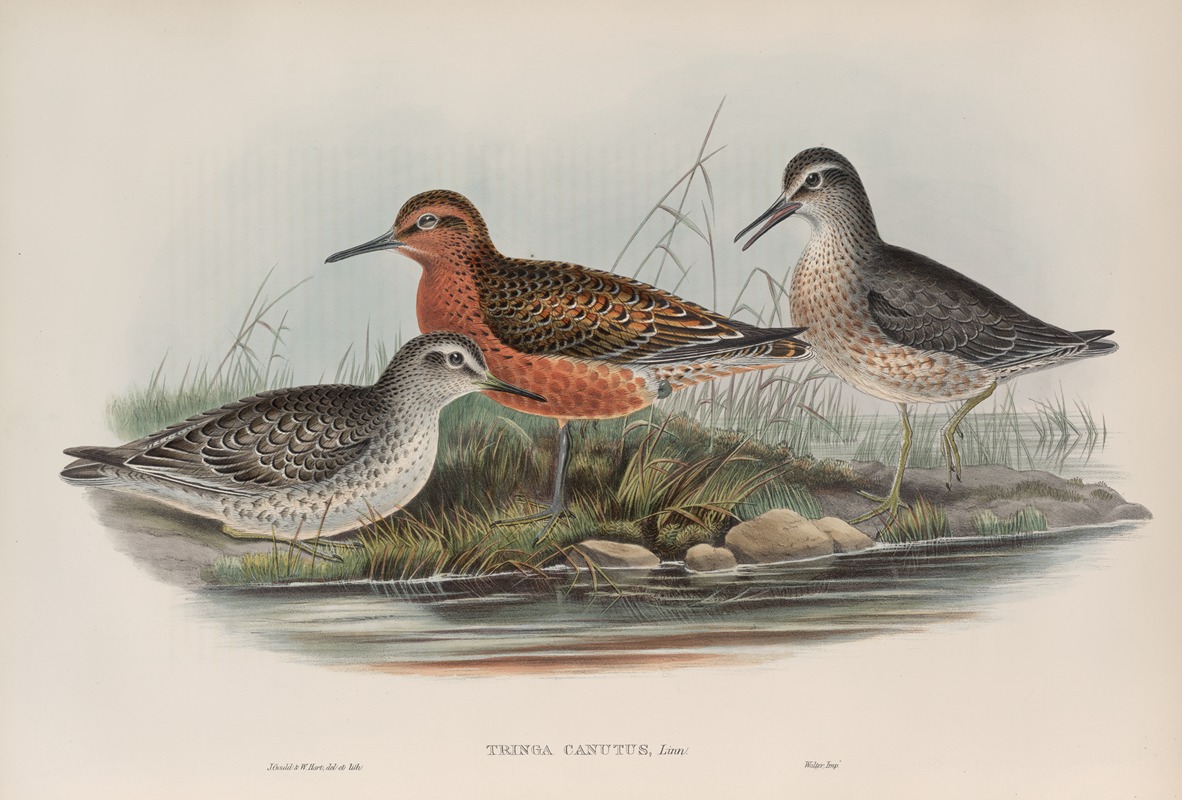 John Gould - Tringa canutus. Knot.