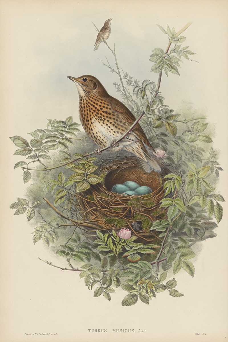 John Gould - Turdus musicus. Thrush.