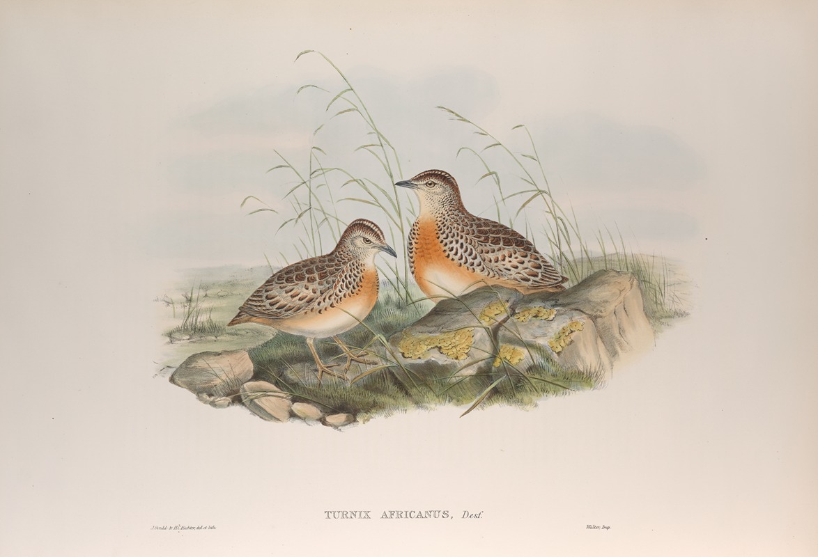 John Gould - Turnix africanus. Andalusian Turnix.