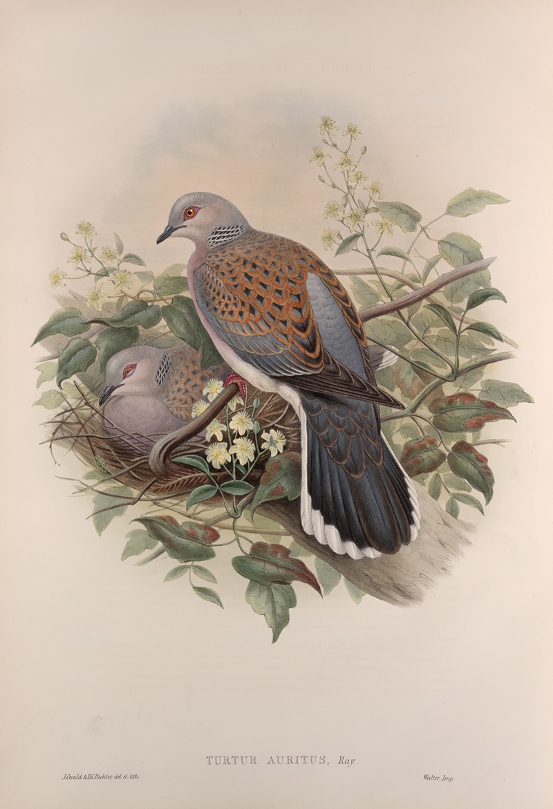 John Gould - Turtur auritus. Turtle-Dove.