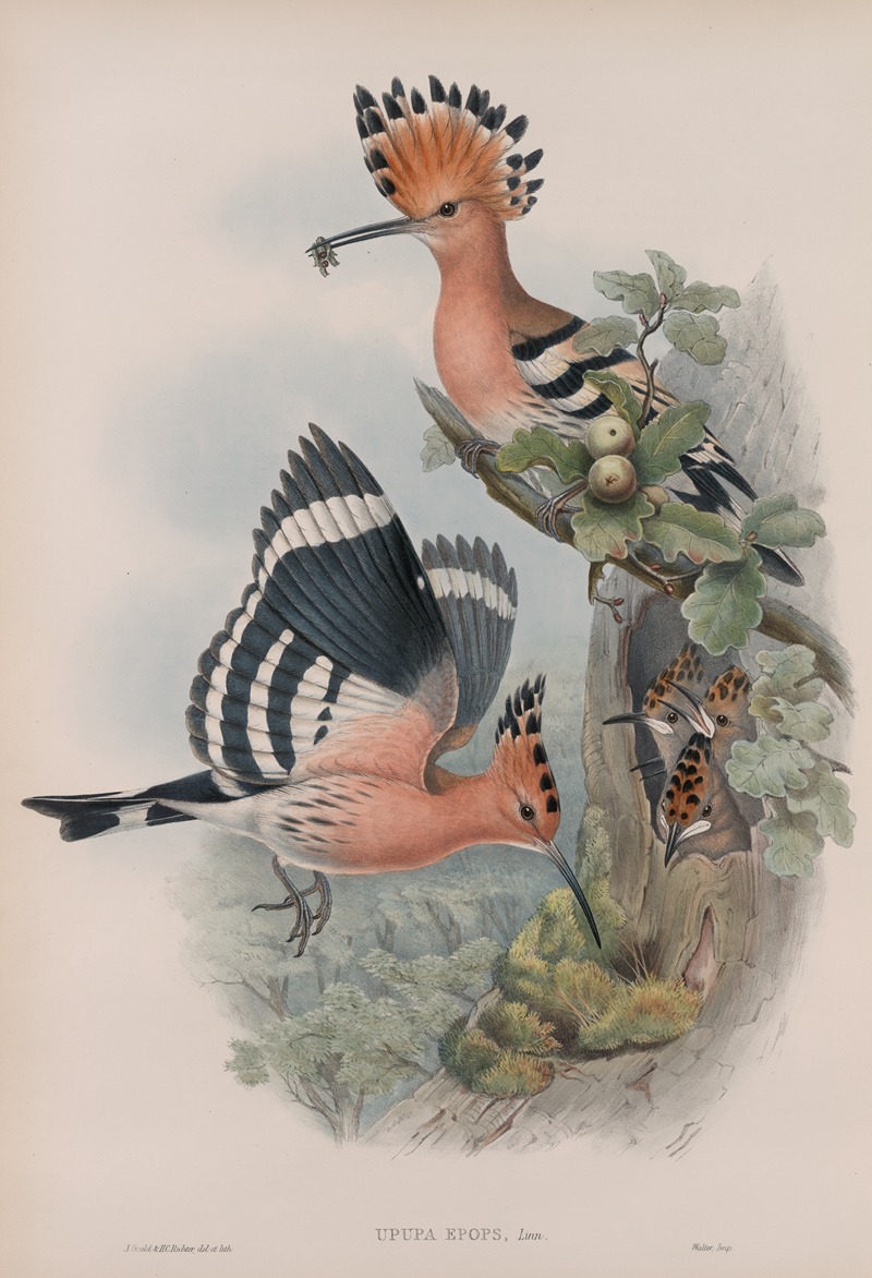 John Gould - Upupa epops. Hoopoe.