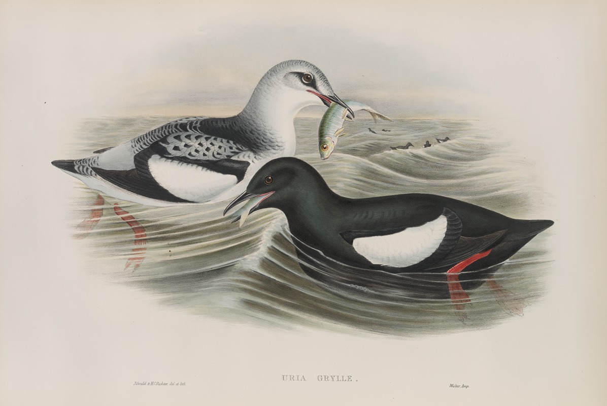John Gould - Uria grylle. Black Guillemot.