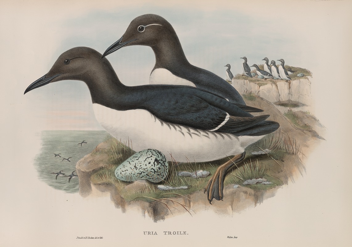John Gould - Uria troile. Common Guillemot.