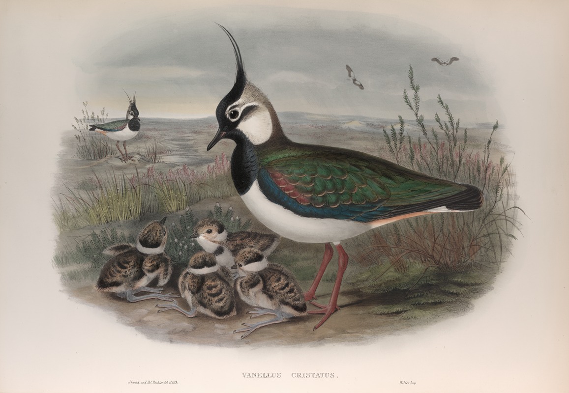 John Gould - Vanellus cristatus.