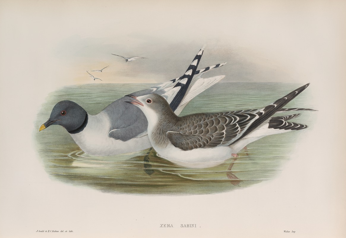 John Gould - Xema Sabini. Sabine’s Gull.