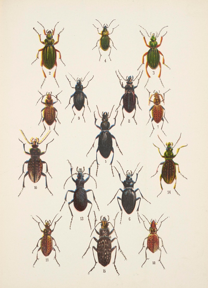 Kazimierz Kulwieć - Chrząszcze (Beetles) Pl.02