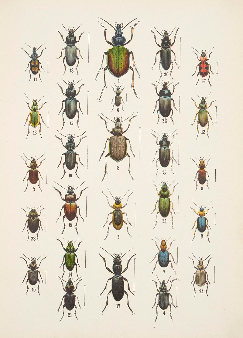 Kazimierz Kulwieć - Chrząszcze (Beetles) Pl.03