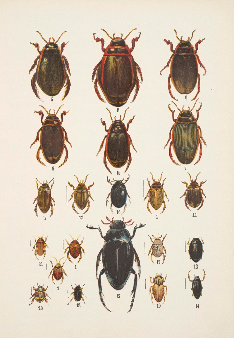 Kazimierz Kulwieć - Chrząszcze (Beetles) Pl.04