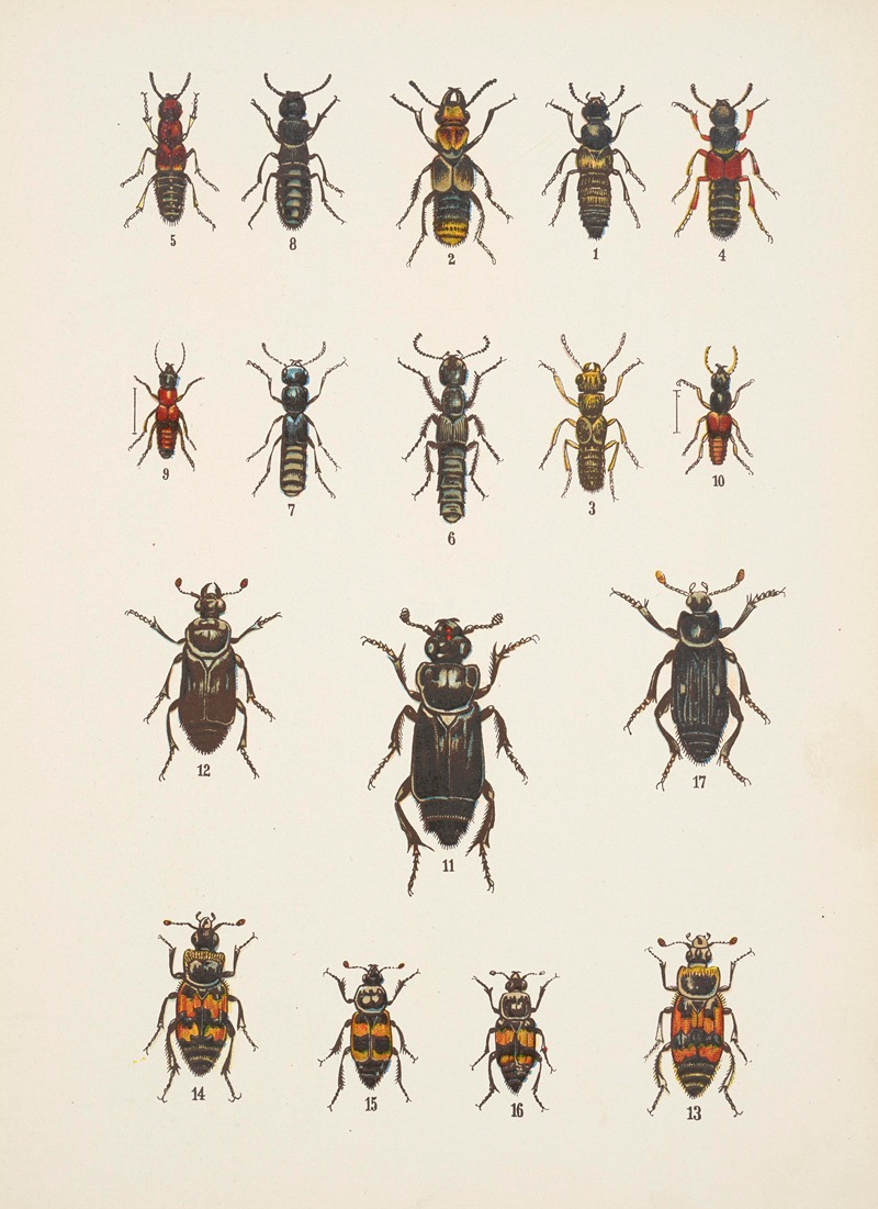 Kazimierz Kulwieć - Chrząszcze (Beetles) Pl.05