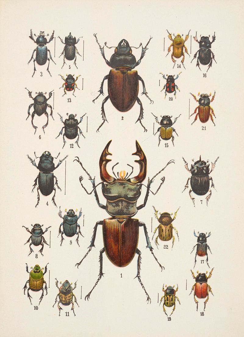 Kazimierz Kulwieć - Chrząszcze (Beetles) Pl.07