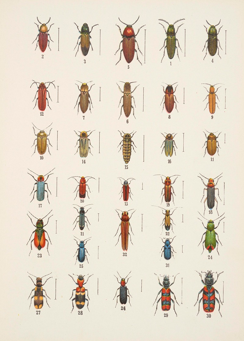 Kazimierz Kulwieć - Chrząszcze (Beetles) Pl.11