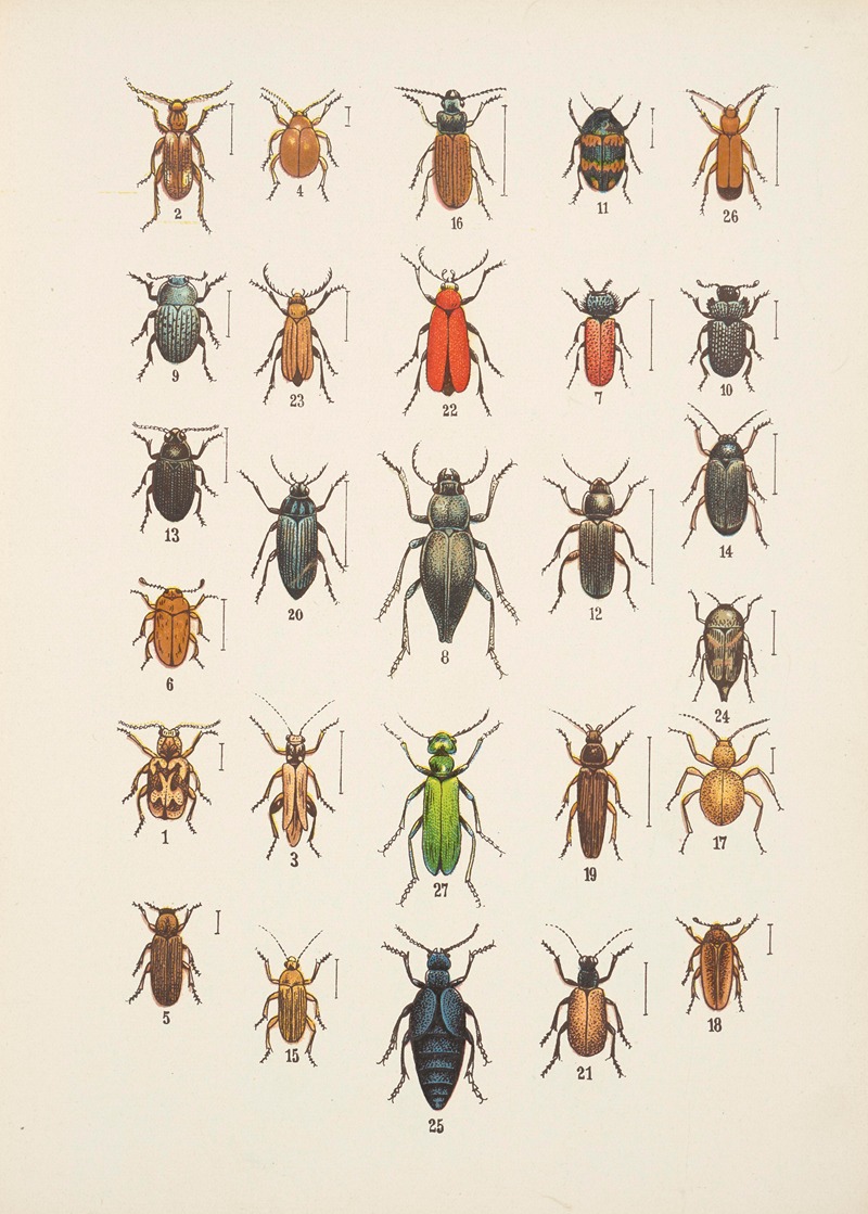 Kazimierz Kulwieć - Chrząszcze (Beetles) Pl.12