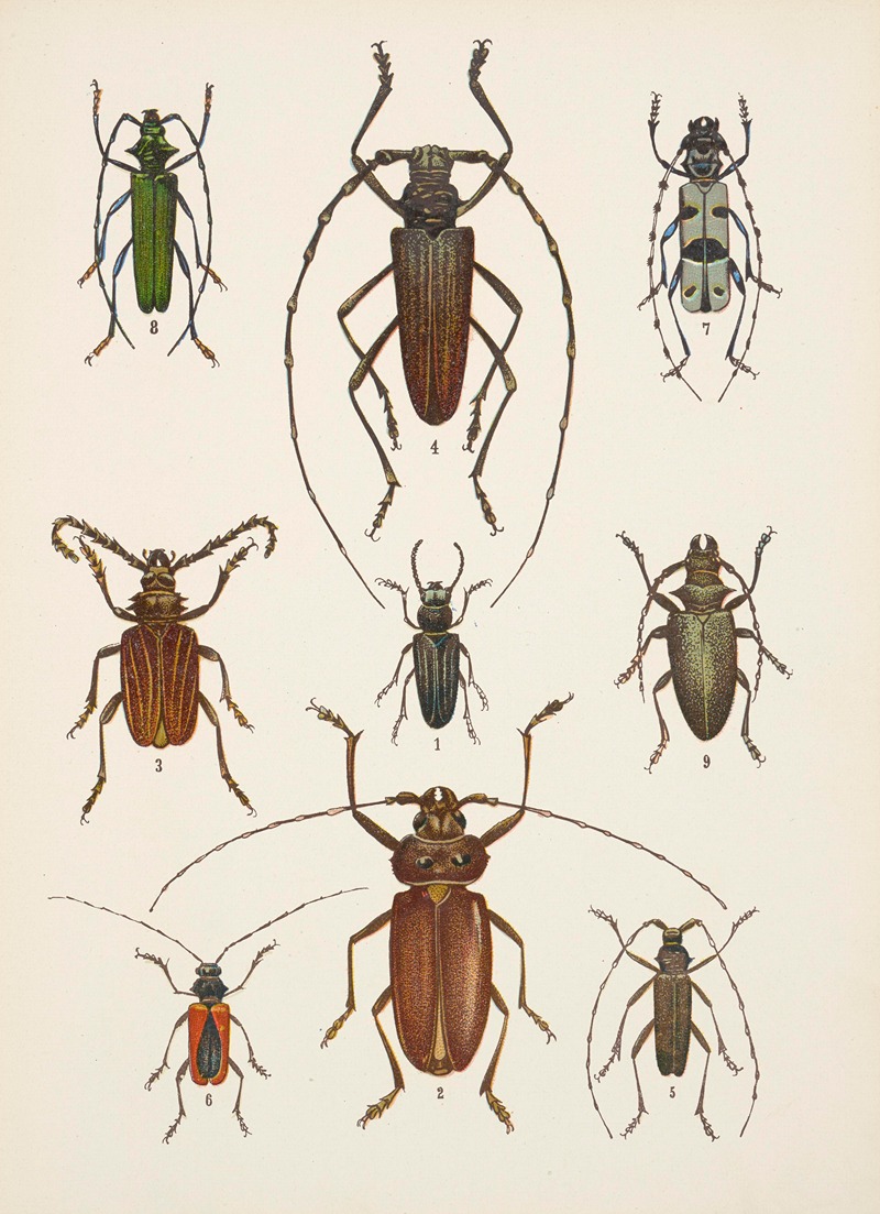 Kazimierz Kulwieć - Chrząszcze (Beetles) Pl.15