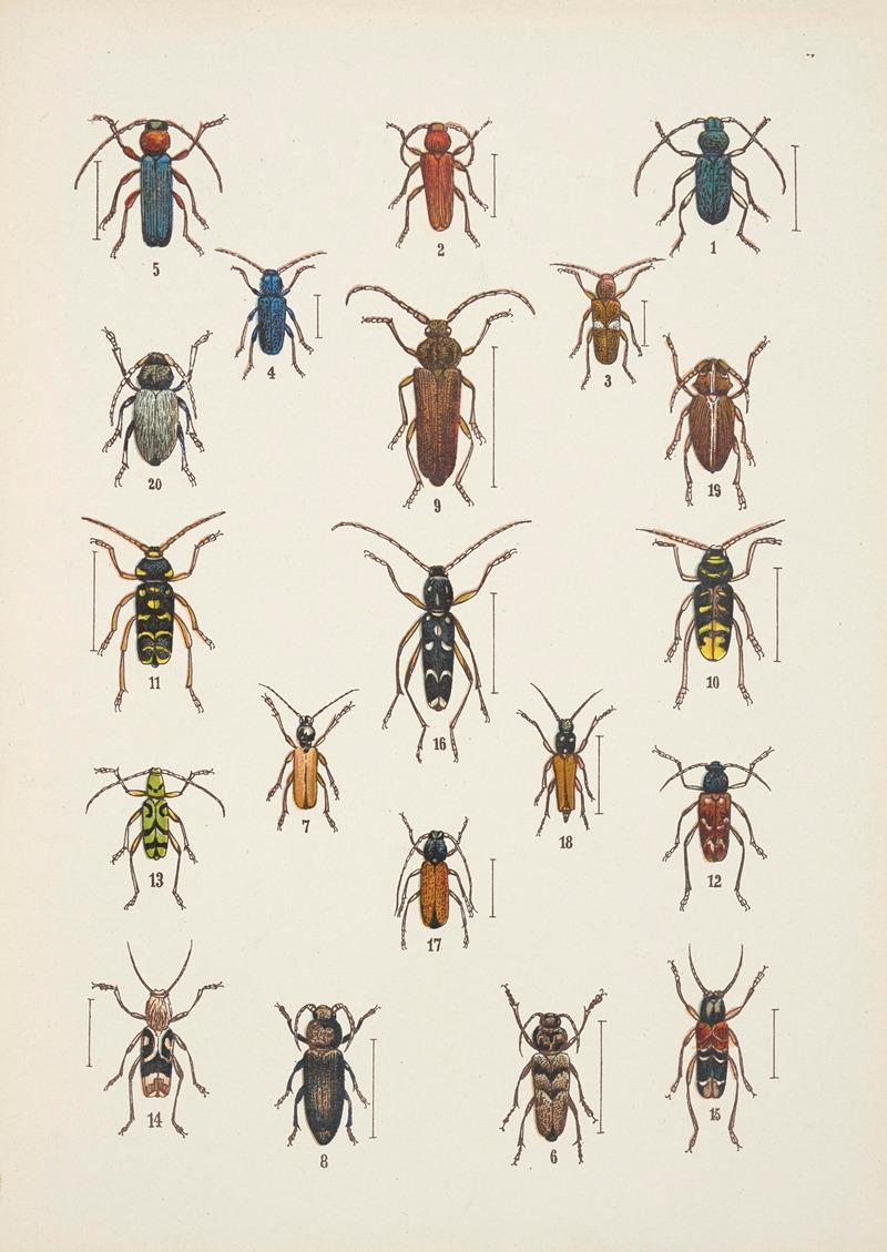 Kazimierz Kulwieć - Chrząszcze (Beetles) Pl.16