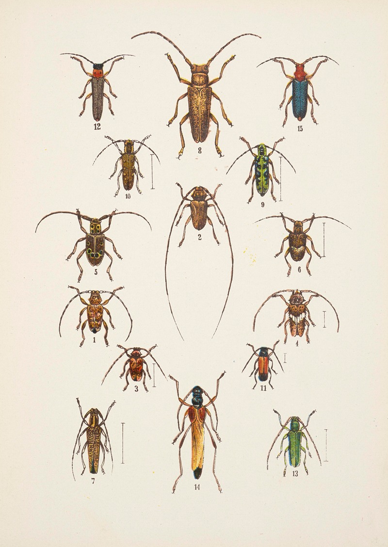 Kazimierz Kulwieć - Chrząszcze (Beetles) Pl.17