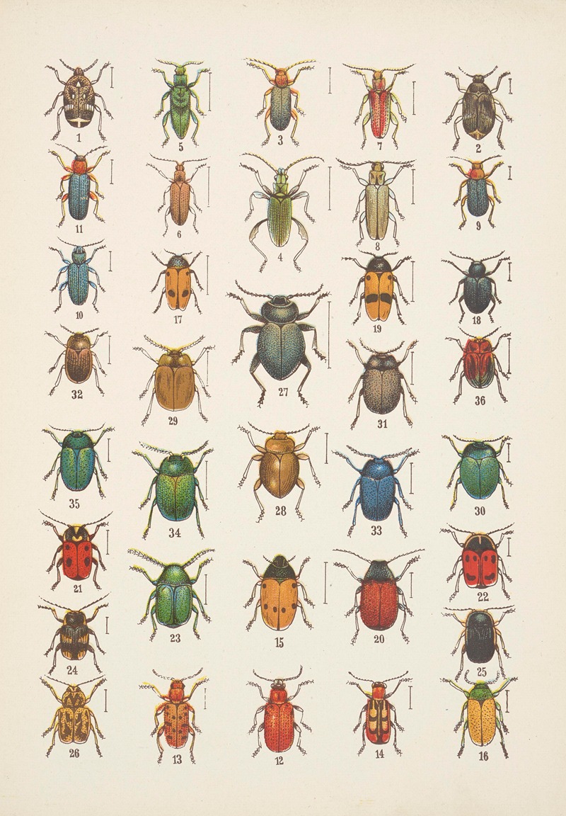 Kazimierz Kulwieć - Chrząszcze (Beetles) Pl.19