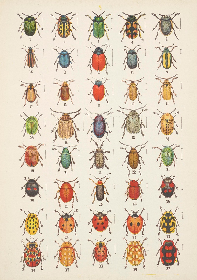 Kazimierz Kulwieć - Chrząszcze (Beetles) Pl.20