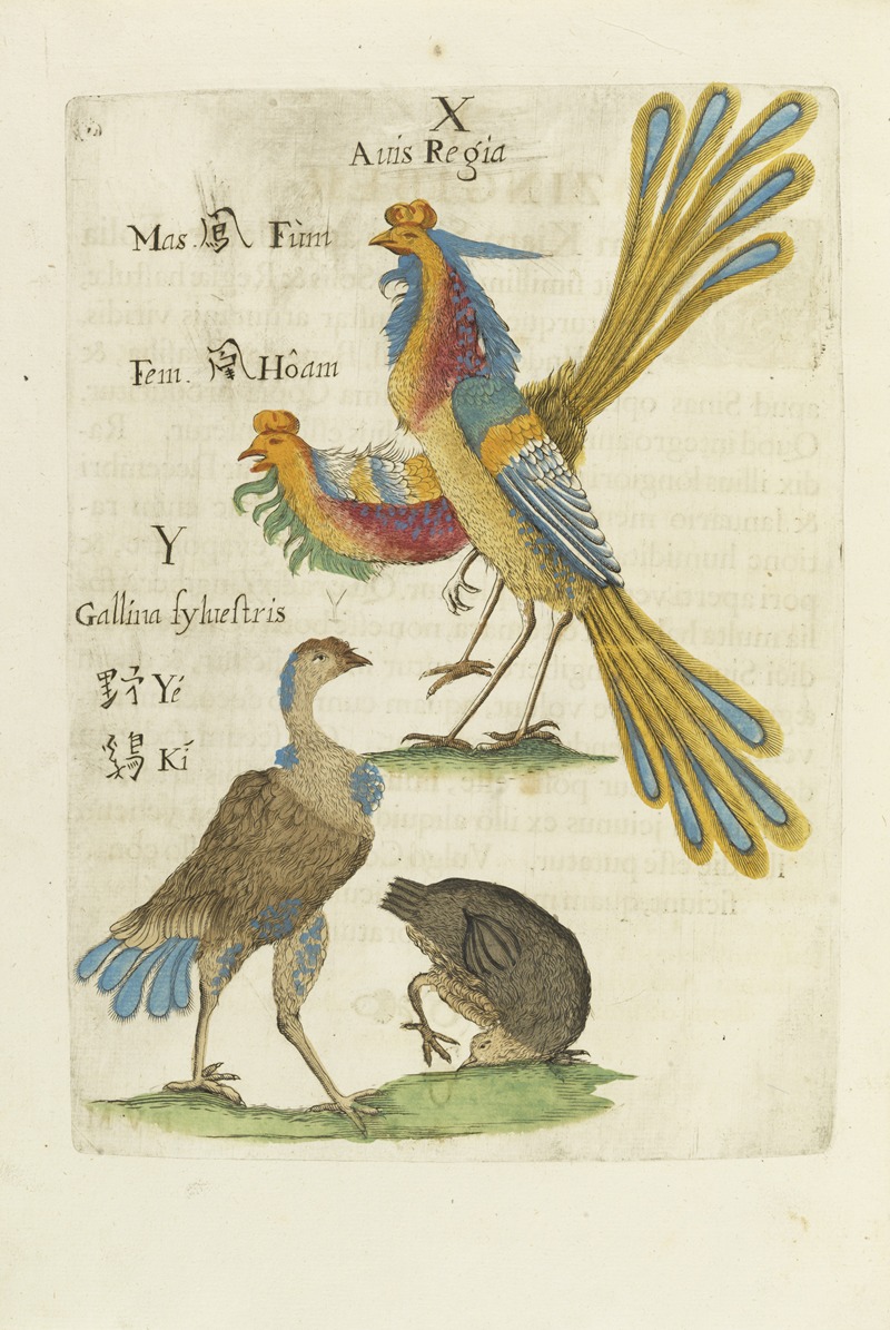 Michał Boym - Aves Regiae