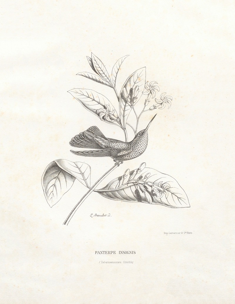 Paul Eugène Mesplès - Panterpe Insignis