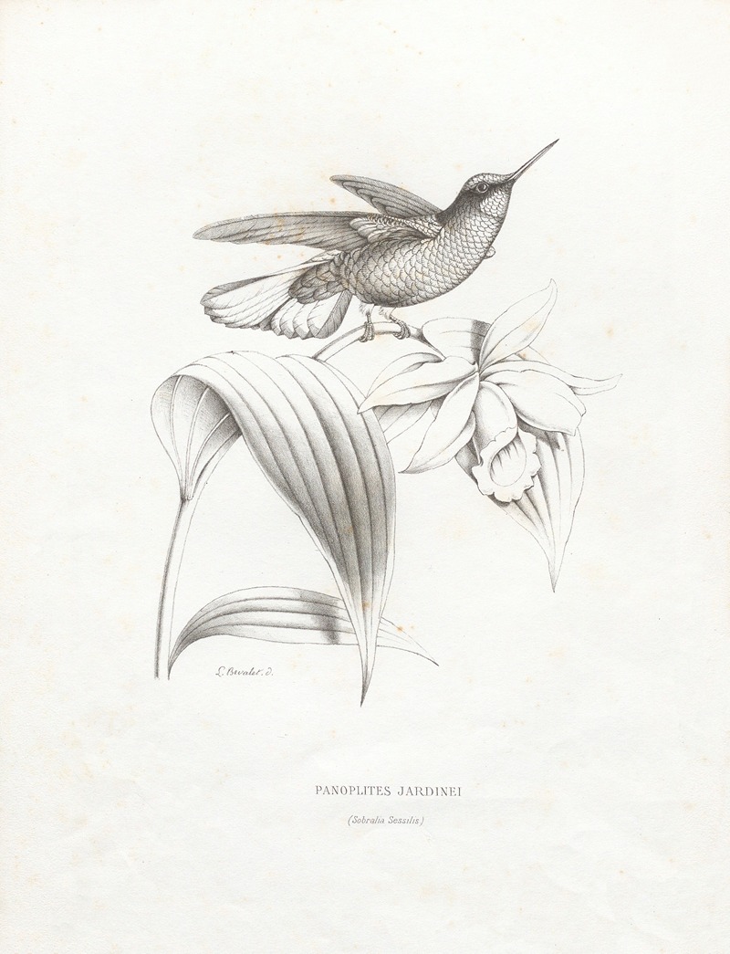 Paul Eugène Mesplès - Panoplites Jardinei