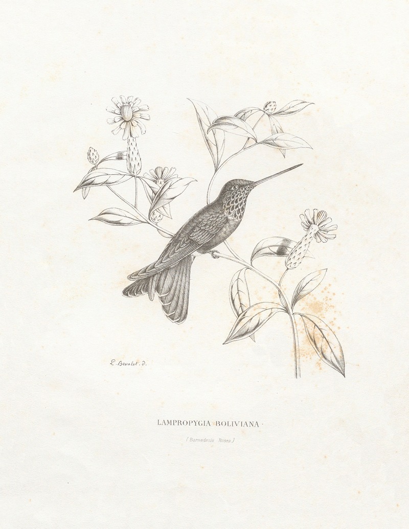 Paul Eugène Mesplès - Lampropygia Boliviana
