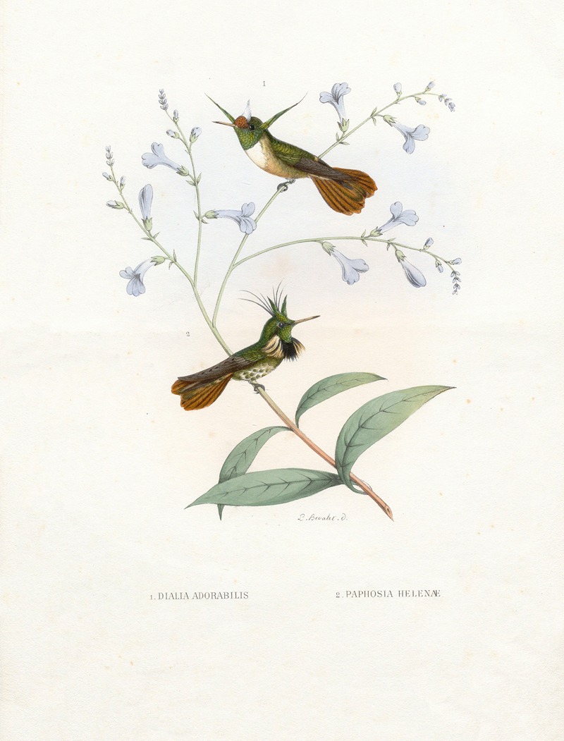 Paul Eugène Mesplès - Diana Adorabilis, Paphosa Helenae