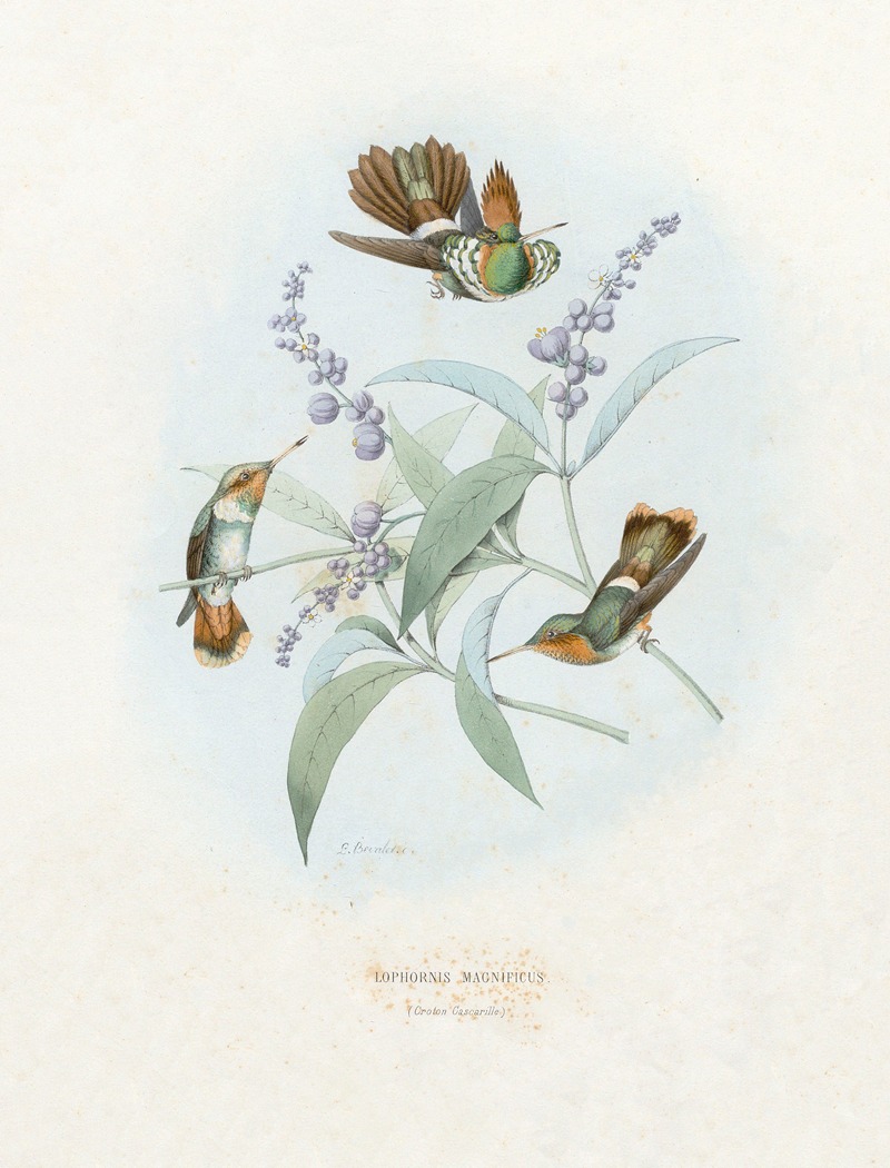 Paul Eugène Mesplès - Lophornis Magnificus