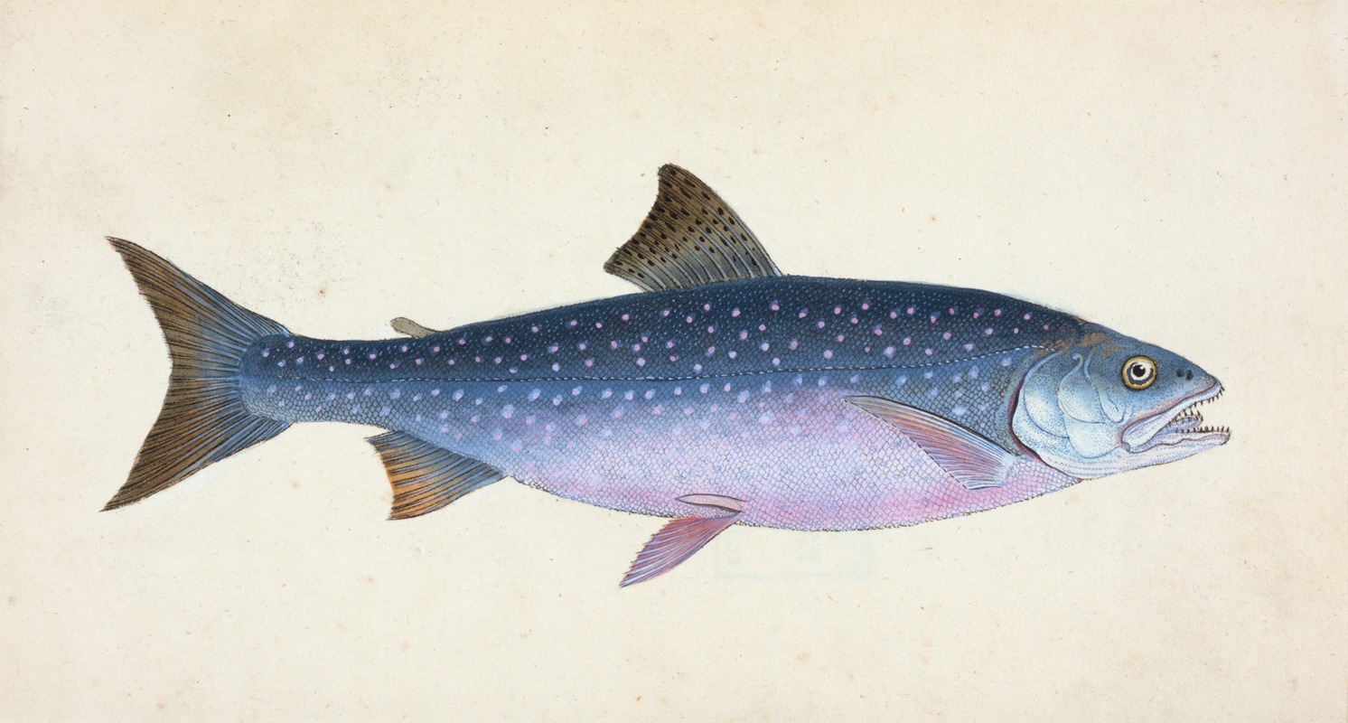 Edward Donovan - Alpine Charr, Salmo alpinus
