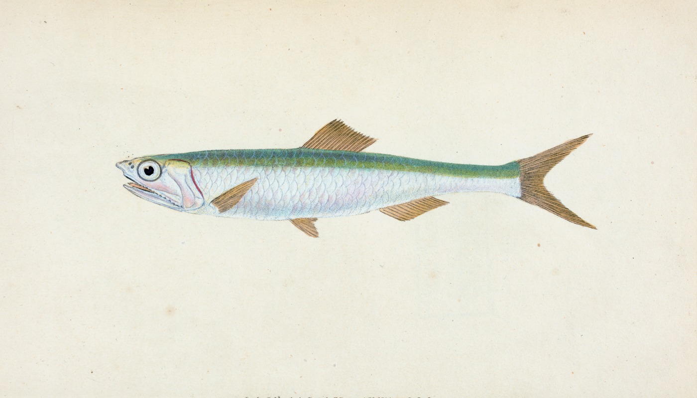 Edward Donovan - Anchovy, Clupea encrasicolus
