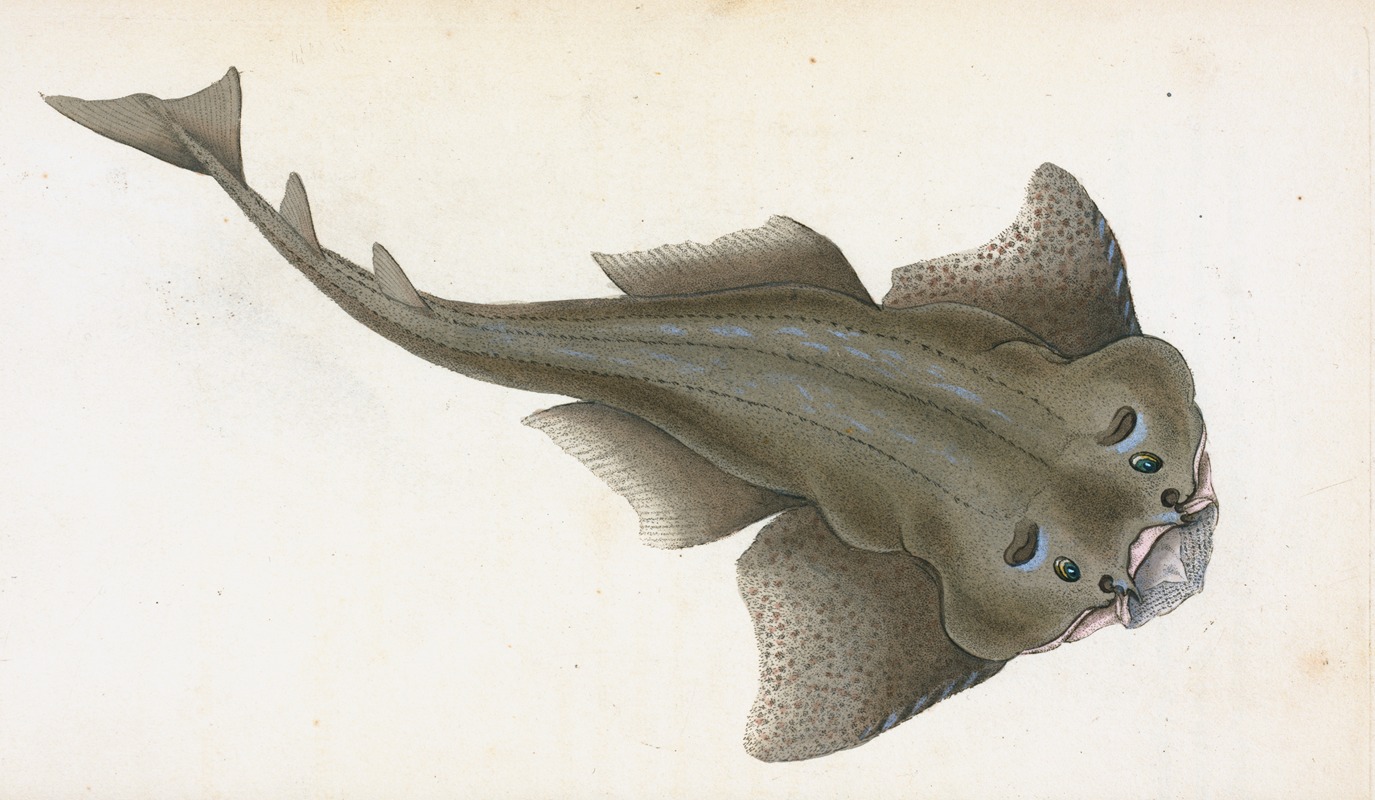 Edward Donovan - Angel shark, Squalus Squatina