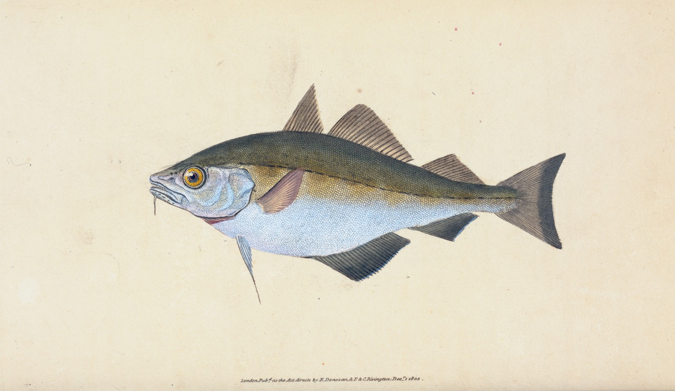 Edward Donovan - Bib, Gadus Luscus