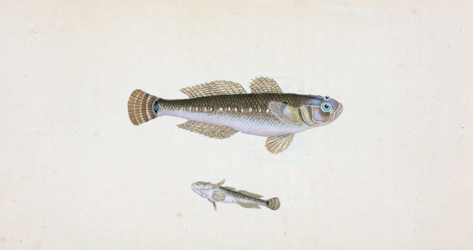 Edward Donovan - Black Goby, Gobius Niger