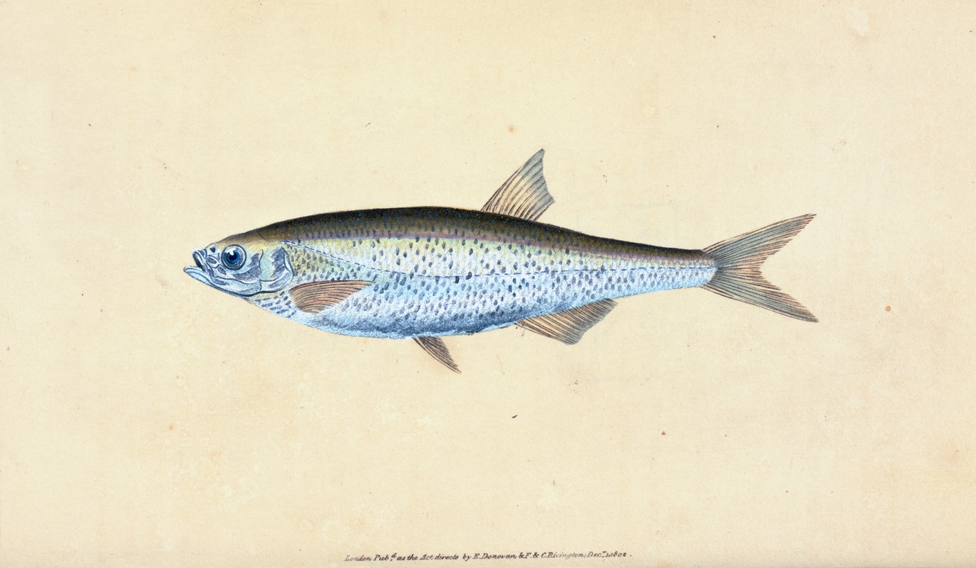 Edward Donovan - Bleak, Cyprinus Alburnus