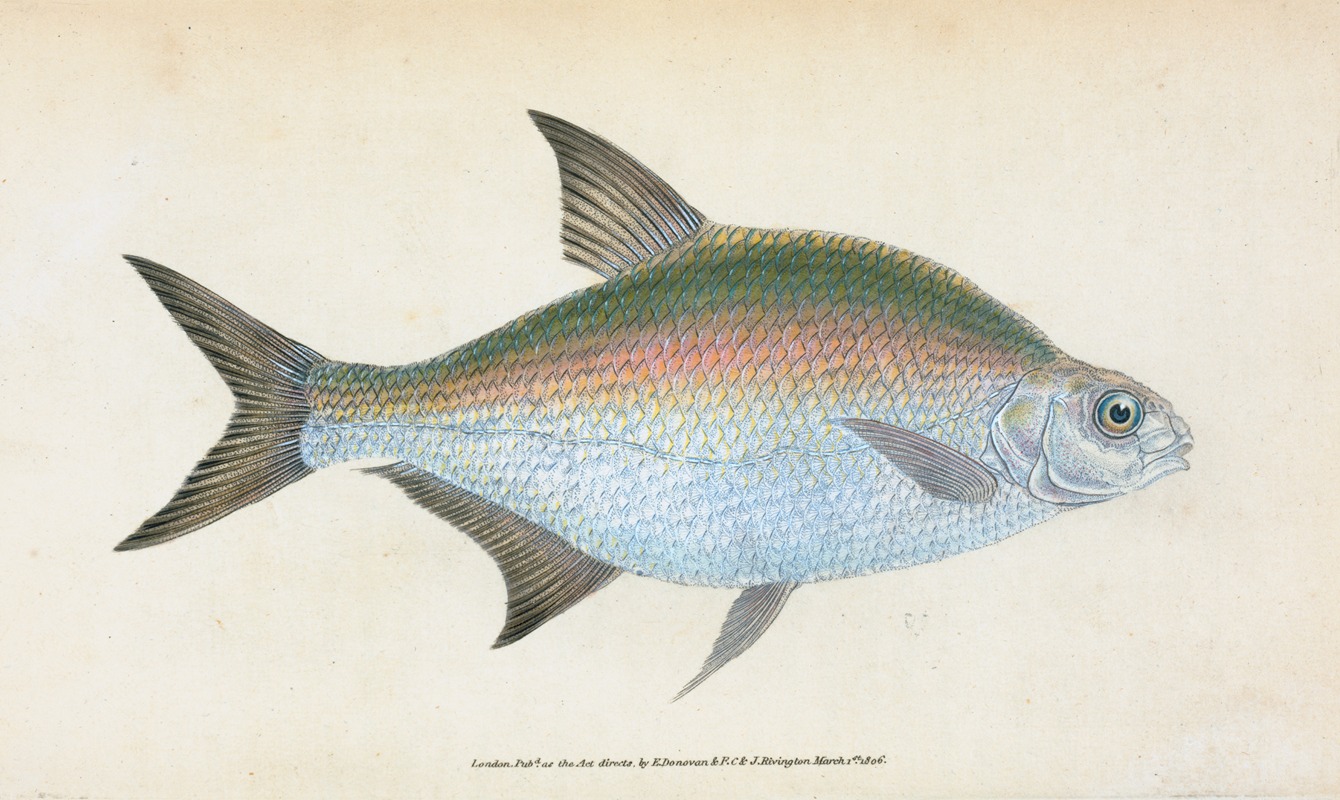 Edward Donovan - Bream, Cyprinus Brama