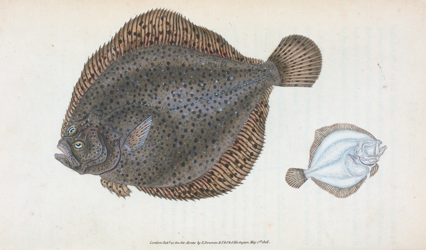 Edward Donovan - Brill, Pleuronectes Rhombus