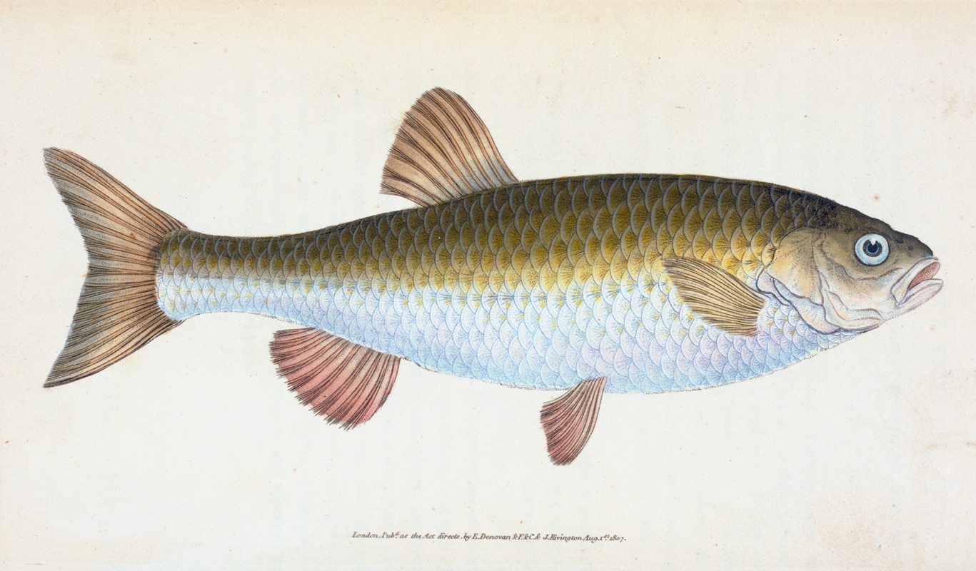 Edward Donovan - Chub, Cyprinus Jeses