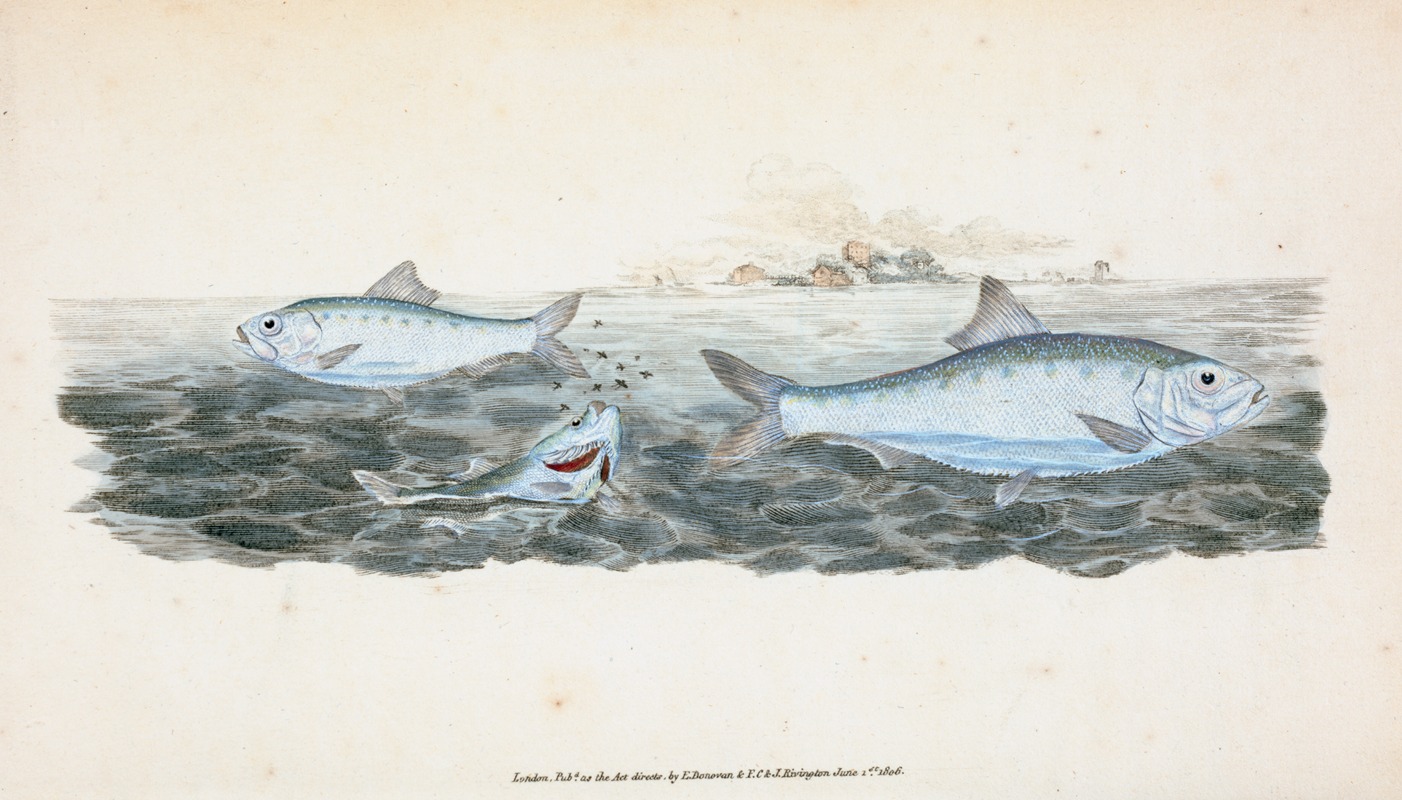 Edward Donovan - Clupea alosa, young, White Bait