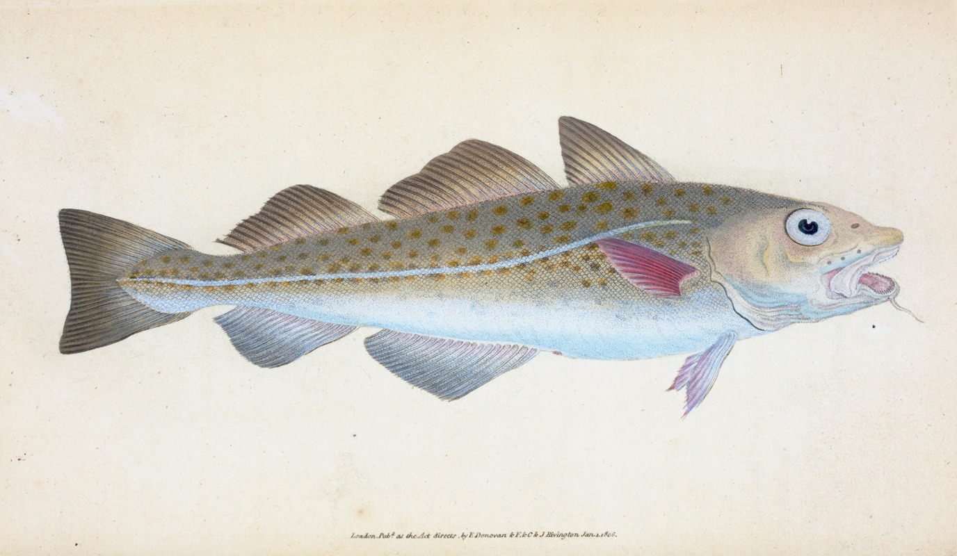 Edward Donovan - Common Cod-fish, Gadus Morhua