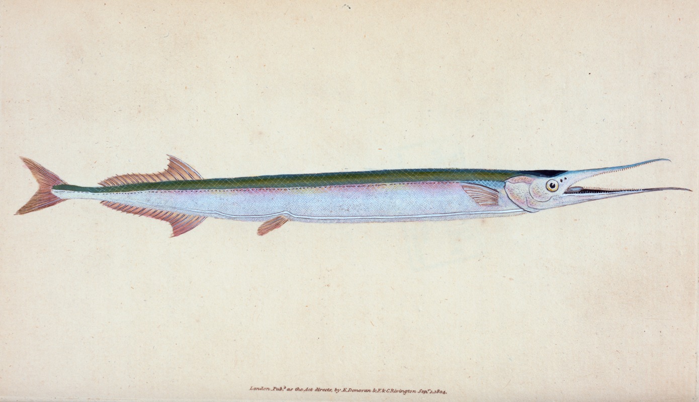 Edward Donovan - Common Gar-fish, Esox belone