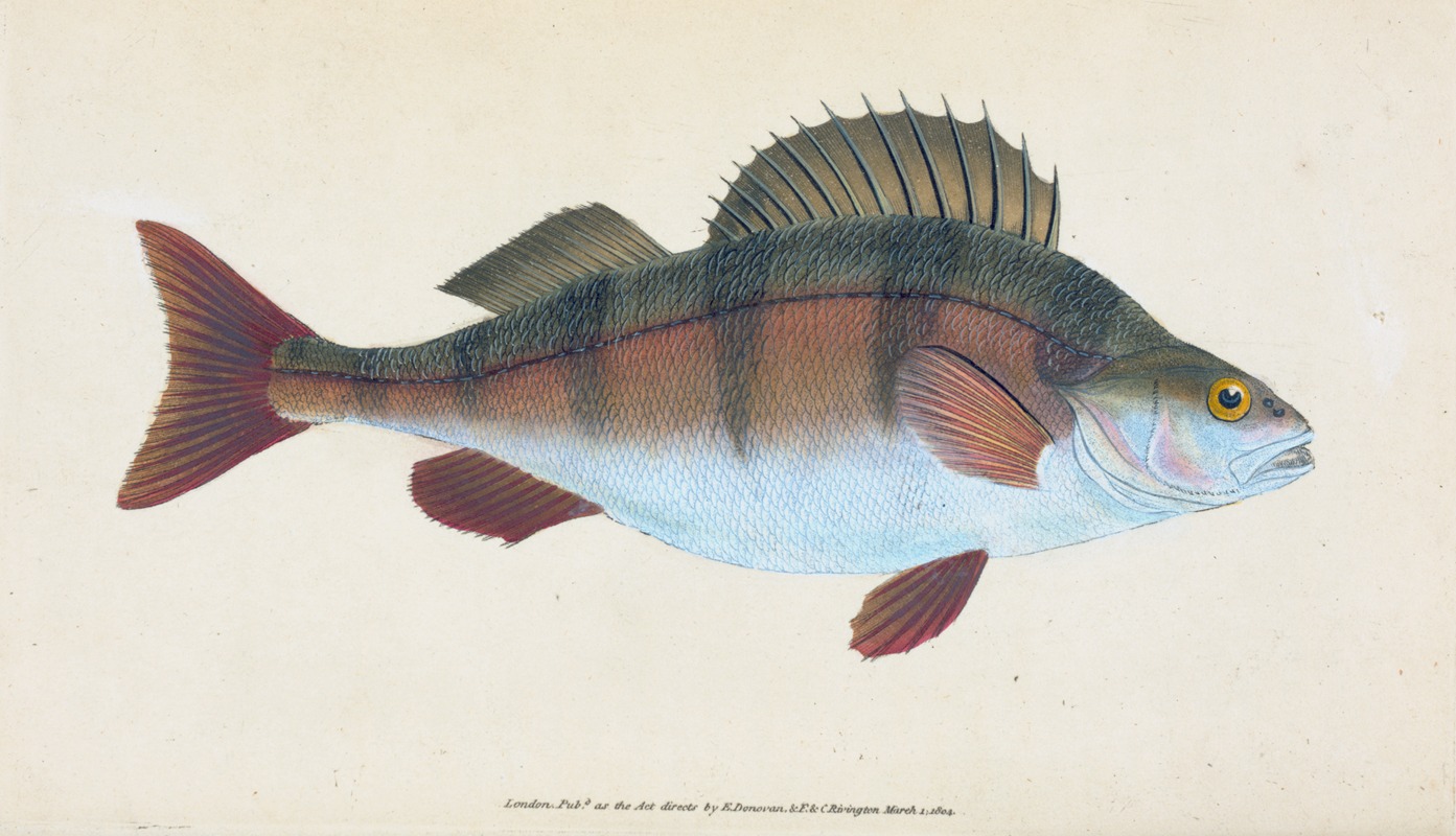 Edward Donovan - Common Perch, Perca Fluviatilis