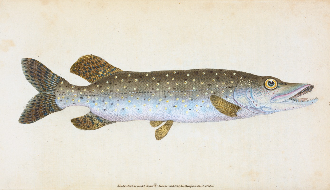 Edward Donovan - Common Pike, Esox Lucius